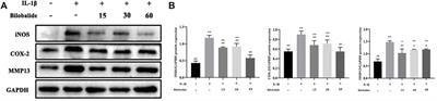 Bilobalide Exerts Anti-Inflammatory Effects on Chondrocytes Through the AMPK/SIRT1/mTOR Pathway to Attenuate ACLT-Induced Post-Traumatic Osteoarthritis in Rats